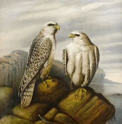 Gyr Falcons on a Rocky Ledge
